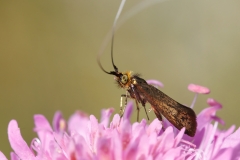 Nemophora metallica