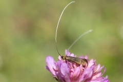Nemophora metallica