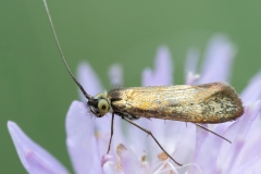 Nemophora metallica