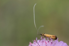 Nemophora metallica