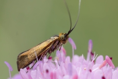 Nemophora metallica