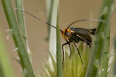 Nemophora raddaella