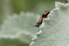 Nemophora sp