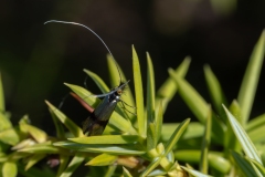 Nemophora sp