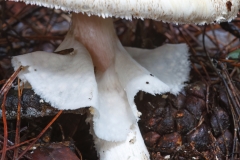 Agaricus augustus