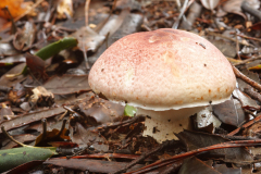 Agaricus brunneolus