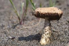 Agaricus aridicola