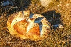 Calvatia gigantea