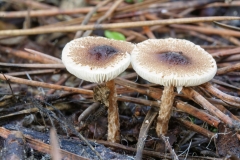 Lepiota sp
