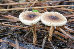 Lepiota sp