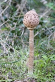 Macrolepiota procera