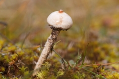 Tulostoma brumale