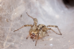 Agelena labyrinthica