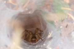 Agelena labyrinthica
