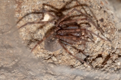 Tegenaria parietina