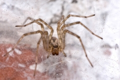 Tegenaria sp