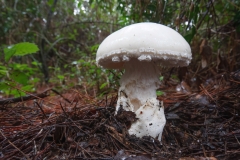 Amanita ovoidea