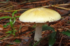 Amanita phalloides