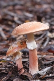 Amanita rubescens