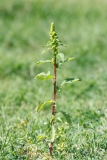 Amaranthus sp