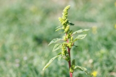 Amaranthus sp