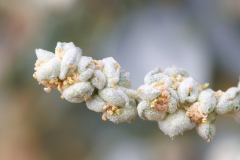Atriplex halimus