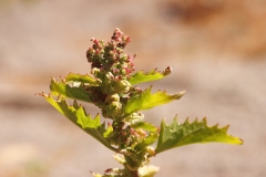 Chenopodiastrum murale