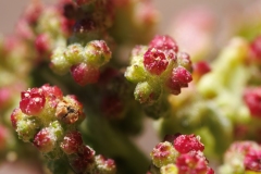 Chenopodiastrum murale