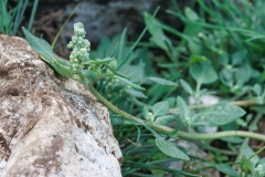 Chenopodium vulvaria