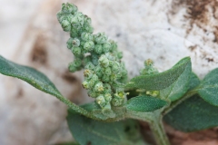 Chenopodium vulvaria