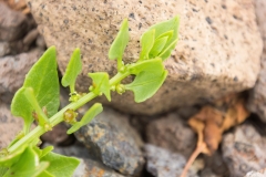 Patellifolia patellaris