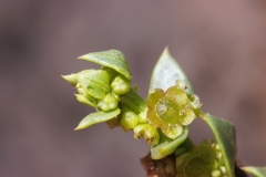 Patellifolia procumbens