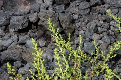 Patellifolia procumbens