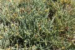 Salicornia perennis