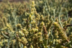 Salicornia perennis