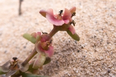 Salsola divaricata