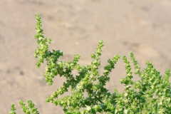 Salsola kali