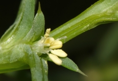 Salsola kali