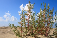 Salsola soda