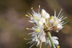 Allium saxatile