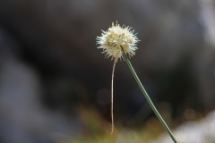Allium saxatile