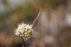 Allium saxatile