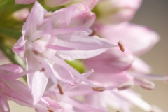 Allium lusitanicum