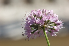 Allium lusitanicum