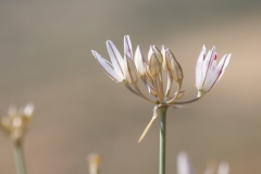 Allium moschatum