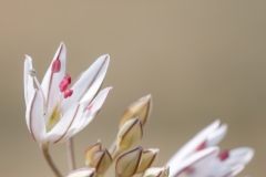 Allium moschatum