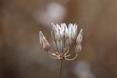 Allium moschatum