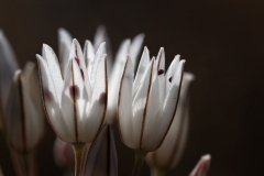 Allium moschatum