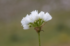 Allium permixtum