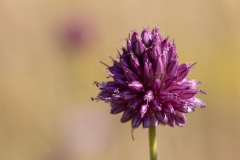 Allium sphaerocephalon